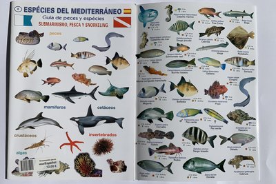 Especies Mediterráneas. Guía de peces y especies. Submarinismo, Pesca y  Snorkeling